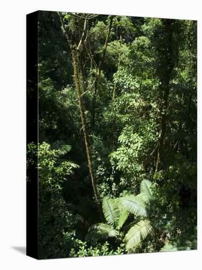 Rainforest Vegetation, Hanging Bridges Walk, Arenal, Costa Rica, Central America-R H Productions-Stretched Canvas