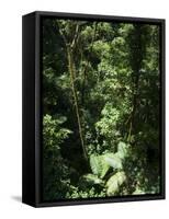 Rainforest Vegetation, Hanging Bridges Walk, Arenal, Costa Rica, Central America-R H Productions-Framed Stretched Canvas