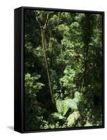 Rainforest Vegetation, Hanging Bridges Walk, Arenal, Costa Rica, Central America-R H Productions-Framed Stretched Canvas