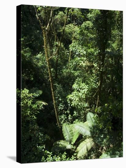 Rainforest Vegetation, Hanging Bridges Walk, Arenal, Costa Rica, Central America-R H Productions-Stretched Canvas