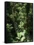 Rainforest Vegetation, Hanging Bridges Walk, Arenal, Costa Rica, Central America-R H Productions-Framed Stretched Canvas