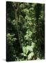 Rainforest Vegetation, Hanging Bridges Walk, Arenal, Costa Rica, Central America-R H Productions-Stretched Canvas