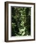 Rainforest Vegetation, Hanging Bridges Walk, Arenal, Costa Rica, Central America-R H Productions-Framed Photographic Print