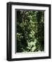 Rainforest Vegetation, Hanging Bridges Walk, Arenal, Costa Rica, Central America-R H Productions-Framed Photographic Print