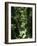 Rainforest Vegetation, Hanging Bridges Walk, Arenal, Costa Rica, Central America-R H Productions-Framed Photographic Print