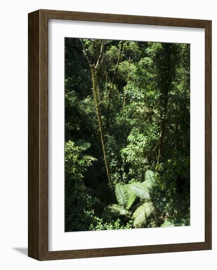 Rainforest Vegetation, Hanging Bridges Walk, Arenal, Costa Rica, Central America-R H Productions-Framed Photographic Print