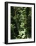 Rainforest Vegetation, Hanging Bridges Walk, Arenal, Costa Rica, Central America-R H Productions-Framed Photographic Print