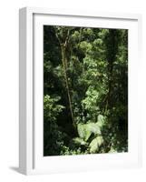 Rainforest Vegetation, Hanging Bridges Walk, Arenal, Costa Rica, Central America-R H Productions-Framed Photographic Print