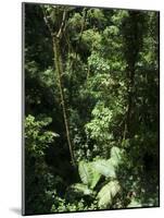 Rainforest Vegetation, Hanging Bridges Walk, Arenal, Costa Rica, Central America-R H Productions-Mounted Photographic Print