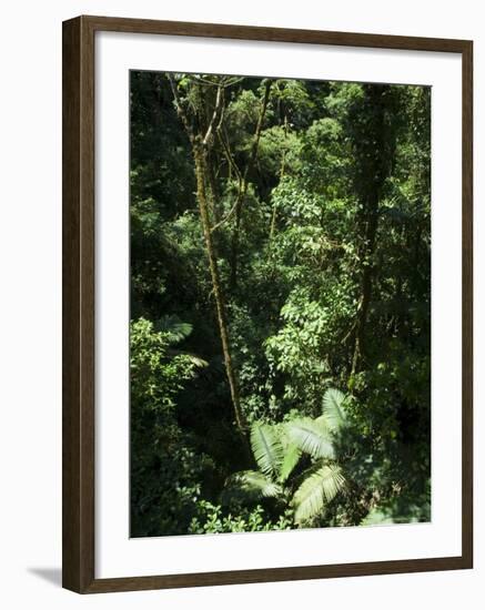 Rainforest Vegetation, Hanging Bridges Walk, Arenal, Costa Rica, Central America-R H Productions-Framed Photographic Print