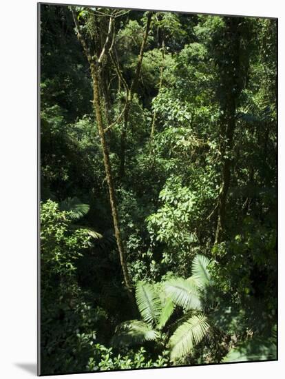 Rainforest Vegetation, Hanging Bridges Walk, Arenal, Costa Rica, Central America-R H Productions-Mounted Photographic Print