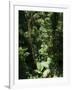 Rainforest Vegetation, Hanging Bridges Walk, Arenal, Costa Rica, Central America-R H Productions-Framed Photographic Print