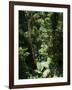 Rainforest Vegetation, Hanging Bridges Walk, Arenal, Costa Rica, Central America-R H Productions-Framed Photographic Print