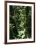 Rainforest Vegetation, Hanging Bridges Walk, Arenal, Costa Rica, Central America-R H Productions-Framed Photographic Print