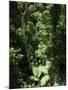 Rainforest Vegetation, Hanging Bridges Walk, Arenal, Costa Rica, Central America-R H Productions-Mounted Photographic Print