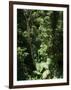 Rainforest Vegetation, Hanging Bridges Walk, Arenal, Costa Rica, Central America-R H Productions-Framed Photographic Print