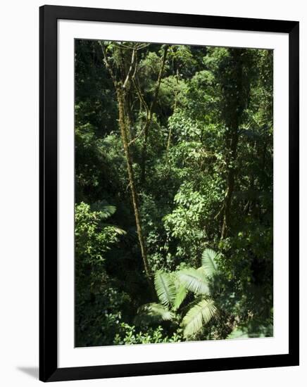 Rainforest Vegetation, Hanging Bridges Walk, Arenal, Costa Rica, Central America-R H Productions-Framed Photographic Print