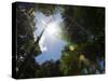 Rainforest Vegitation, Hanging Bridges Walk, Arenal, Costa Rica-Robert Harding-Stretched Canvas