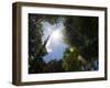 Rainforest Vegitation, Hanging Bridges Walk, Arenal, Costa Rica-Robert Harding-Framed Photographic Print