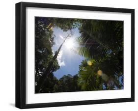 Rainforest Vegitation, Hanging Bridges Walk, Arenal, Costa Rica-Robert Harding-Framed Photographic Print