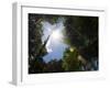 Rainforest Vegitation, Hanging Bridges Walk, Arenal, Costa Rica-Robert Harding-Framed Photographic Print