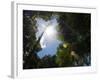 Rainforest Vegitation, Hanging Bridges Walk, Arenal, Costa Rica-Robert Harding-Framed Photographic Print