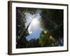 Rainforest Vegitation, Hanging Bridges Walk, Arenal, Costa Rica-Robert Harding-Framed Photographic Print