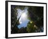 Rainforest Vegitation, Hanging Bridges Walk, Arenal, Costa Rica-Robert Harding-Framed Photographic Print