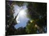 Rainforest Vegitation, Hanging Bridges Walk, Arenal, Costa Rica-Robert Harding-Mounted Photographic Print