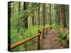 Rainforest with Trail, Sol Duc Valley, Olympic National Park, Washington, USA-Jamie & Judy Wild-Stretched Canvas