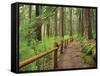 Rainforest with Trail, Sol Duc Valley, Olympic National Park, Washington, USA-Jamie & Judy Wild-Framed Stretched Canvas