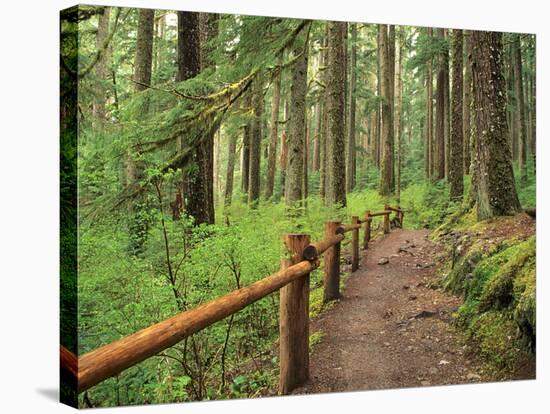 Rainforest with Trail, Sol Duc Valley, Olympic National Park, Washington, USA-Jamie & Judy Wild-Stretched Canvas