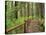 Rainforest with Trail, Sol Duc Valley, Olympic National Park, Washington, USA-Jamie & Judy Wild-Stretched Canvas