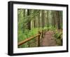 Rainforest with Trail, Sol Duc Valley, Olympic National Park, Washington, USA-Jamie & Judy Wild-Framed Photographic Print