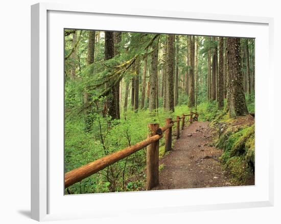 Rainforest with Trail, Sol Duc Valley, Olympic National Park, Washington, USA-Jamie & Judy Wild-Framed Photographic Print