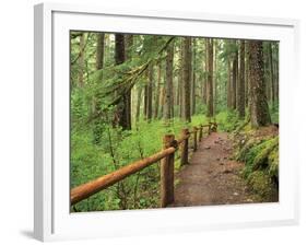 Rainforest with Trail, Sol Duc Valley, Olympic National Park, Washington, USA-Jamie & Judy Wild-Framed Photographic Print