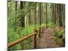 Rainforest with Trail, Sol Duc Valley, Olympic National Park, Washington, USA-Jamie & Judy Wild-Mounted Photographic Print