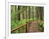 Rainforest with Trail, Sol Duc Valley, Olympic National Park, Washington, USA-Jamie & Judy Wild-Framed Photographic Print