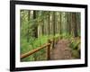 Rainforest with Trail, Sol Duc Valley, Olympic National Park, Washington, USA-Jamie & Judy Wild-Framed Photographic Print