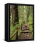 Rainforest with Trail, Sol Duc Valley, Olympic National Park, Washington, USA-Jamie & Judy Wild-Framed Stretched Canvas