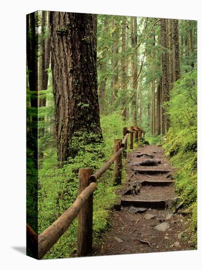 Rainforest with Trail, Sol Duc Valley, Olympic National Park, Washington, USA-Jamie & Judy Wild-Stretched Canvas