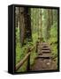 Rainforest with Trail, Sol Duc Valley, Olympic National Park, Washington, USA-Jamie & Judy Wild-Framed Stretched Canvas