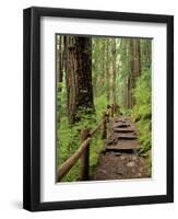 Rainforest with Trail, Sol Duc Valley, Olympic National Park, Washington, USA-Jamie & Judy Wild-Framed Photographic Print