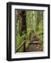 Rainforest with Trail, Sol Duc Valley, Olympic National Park, Washington, USA-Jamie & Judy Wild-Framed Photographic Print