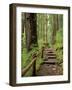 Rainforest with Trail, Sol Duc Valley, Olympic National Park, Washington, USA-Jamie & Judy Wild-Framed Photographic Print