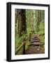 Rainforest with Trail, Sol Duc Valley, Olympic National Park, Washington, USA-Jamie & Judy Wild-Framed Photographic Print