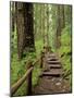 Rainforest with Trail, Sol Duc Valley, Olympic National Park, Washington, USA-Jamie & Judy Wild-Mounted Photographic Print