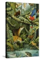 Rainforest-Tim Knepp-Stretched Canvas