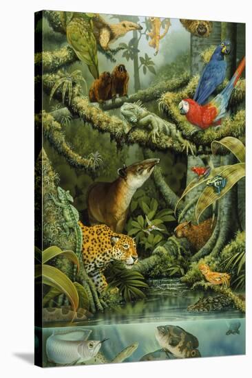 Rainforest-Tim Knepp-Stretched Canvas