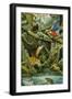 Rainforest-Tim Knepp-Framed Giclee Print